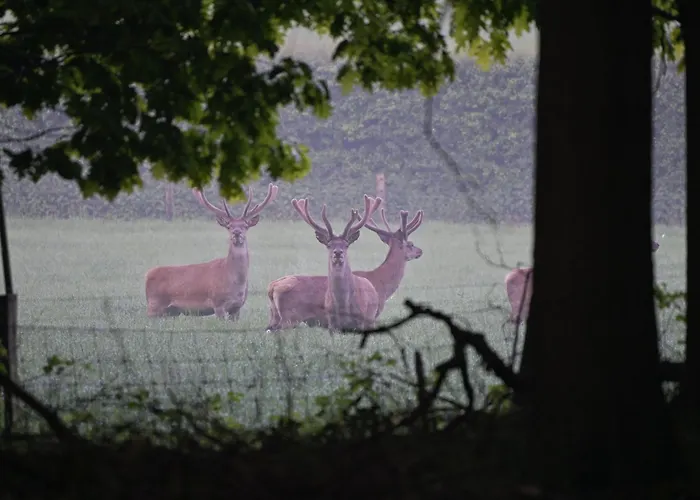 Wellnessresort & De Valkenberg Hotel *
