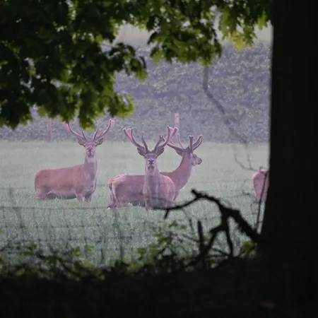 Wellnessresort & De Valkenberg Hotel *