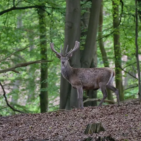 Wellnessresort & De Valkenberg Hotel *