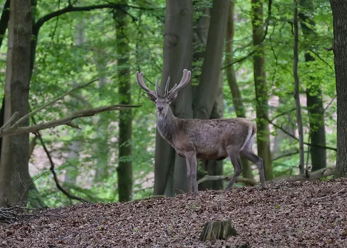 Wellnessresort & De Valkenberg Hotel *